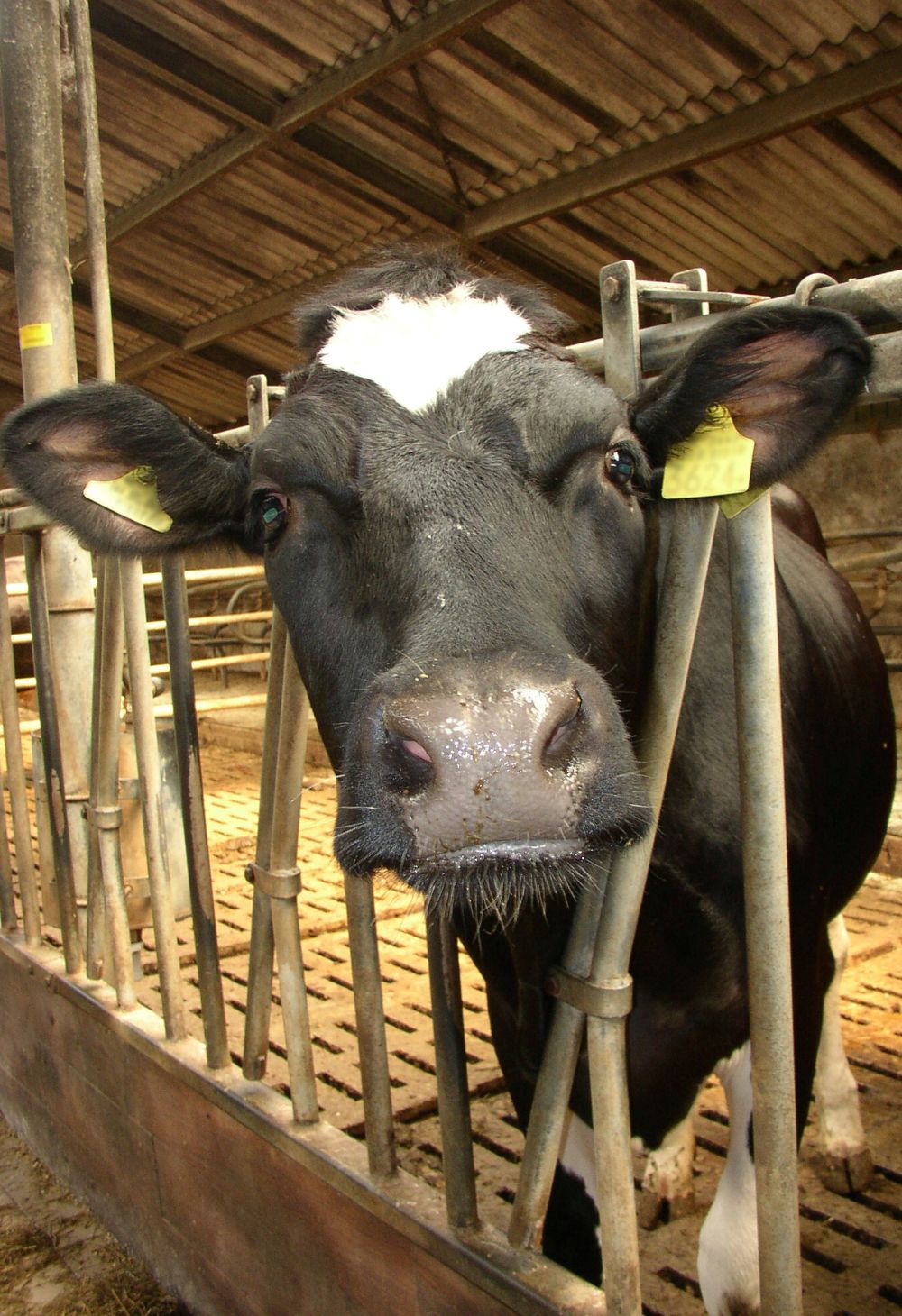 Vacas Leiteiras