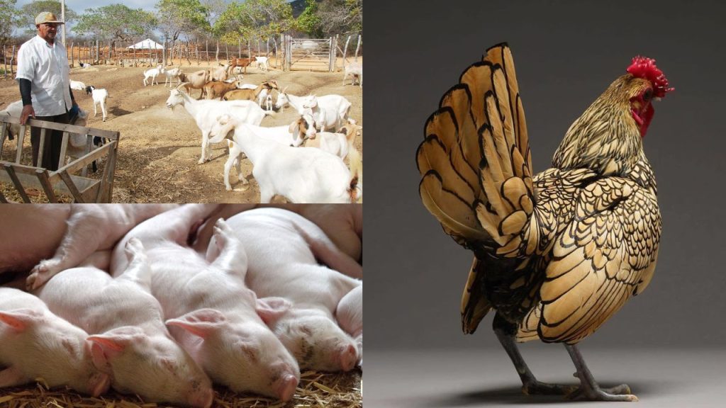 Como Começar a Criar Animais na Roça