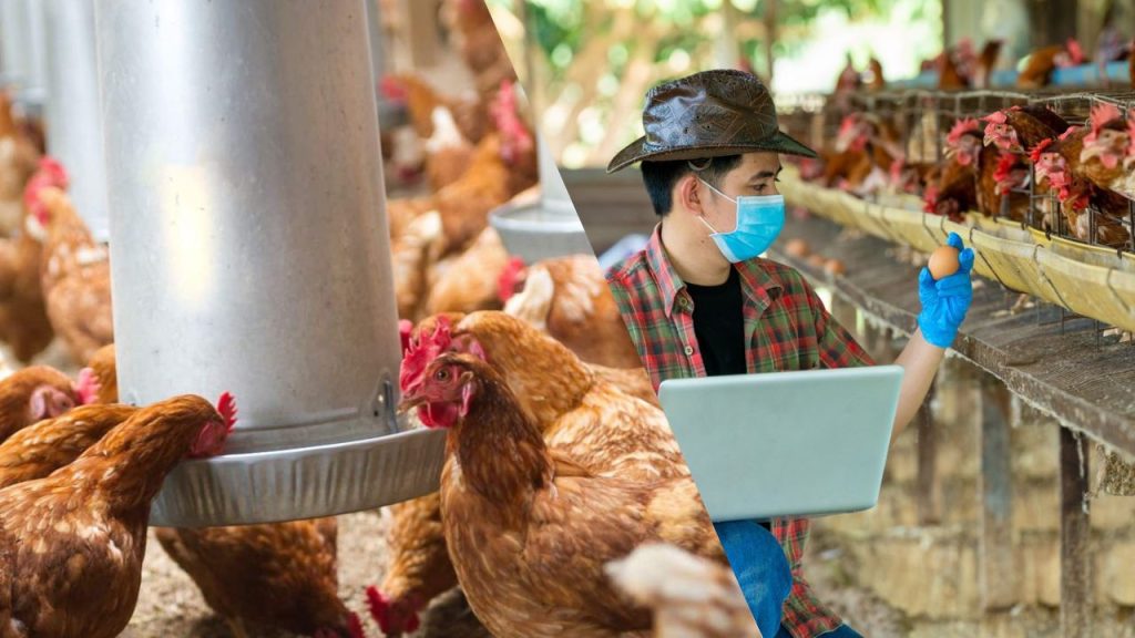 Como Começar uma Granja