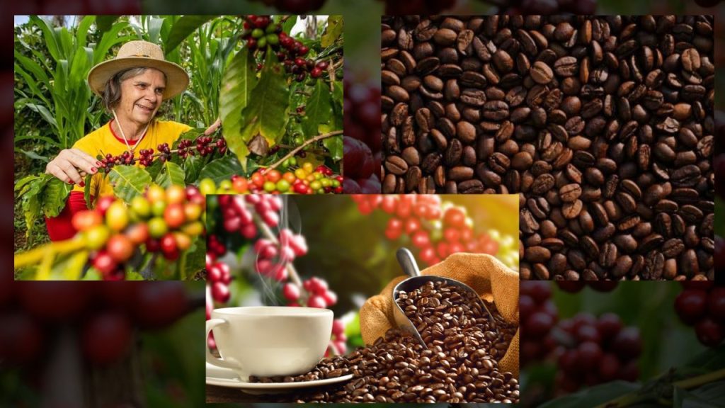 Como Cuidar de uma Plantação de Café