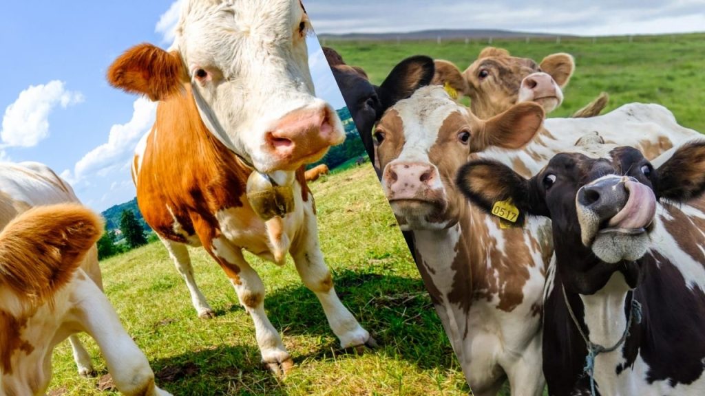 Criação de Vacas em Ambiente Pequeno