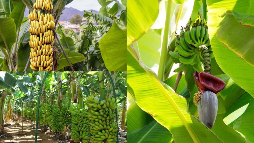Melhores Estados para Plantar Banana