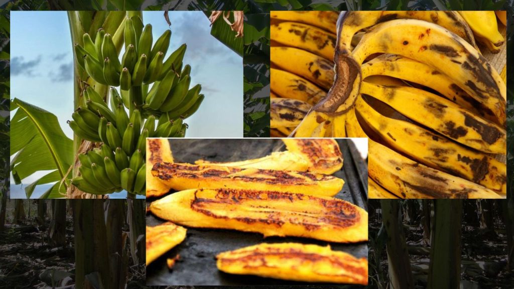 Plantio Ideal da Banana da Terra