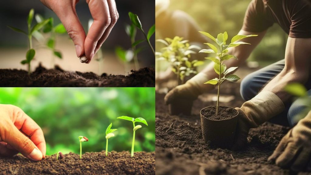 Preparação para Começar a Plantar