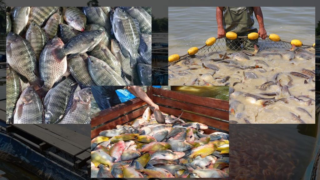 Técnicas na Criação de Peixes