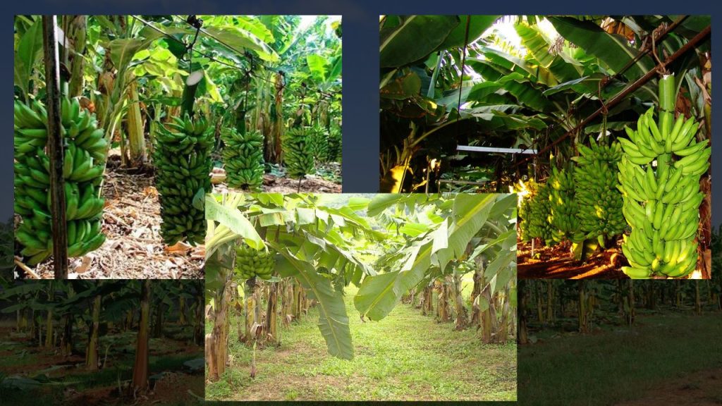 Plantações de Banana no Norte do Brasil