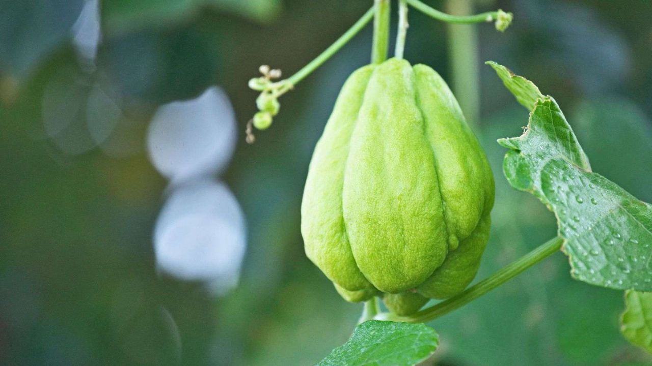 Época de Plantar Chuchu
