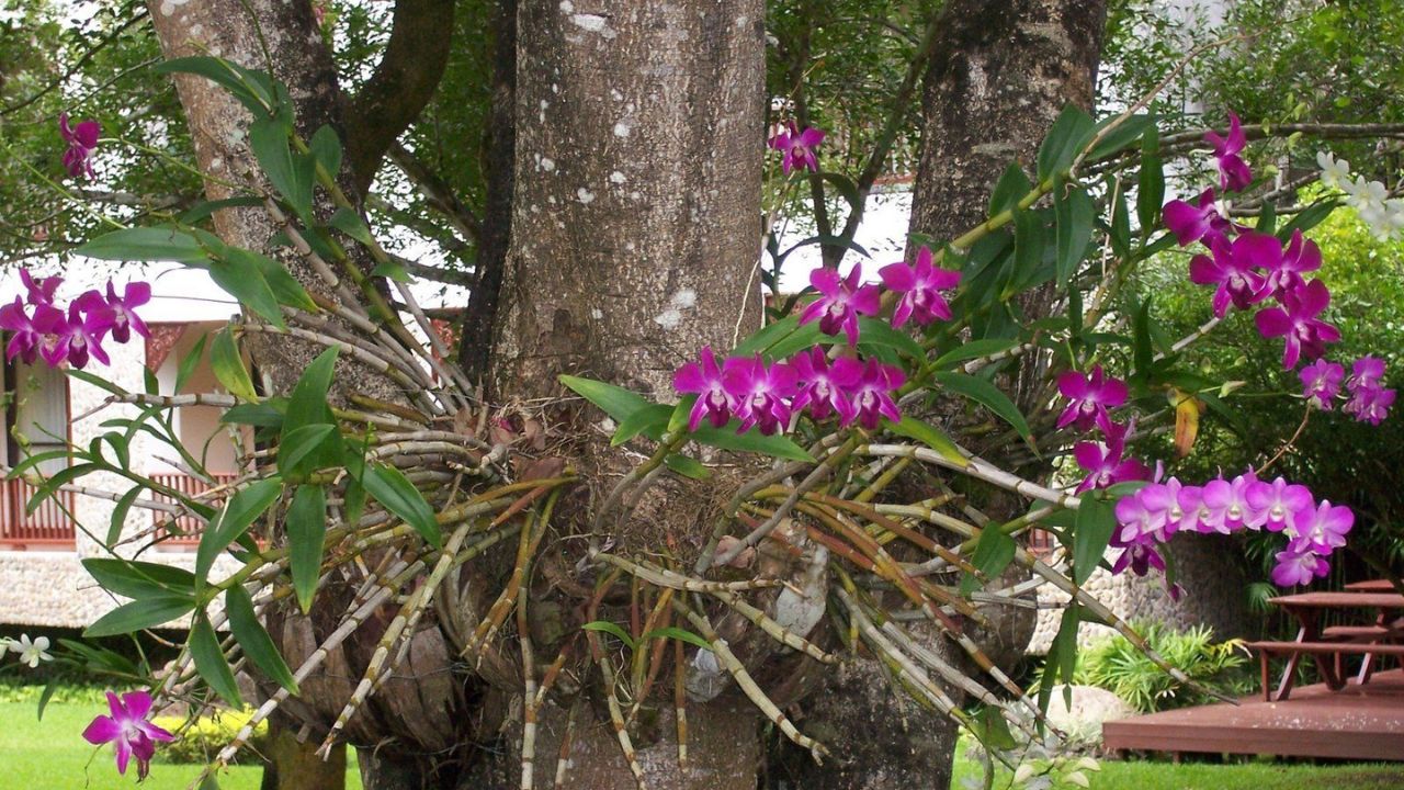 Como Fazer Cultivo De Orquídeas Epífitas Em Ambientes Domésticos
