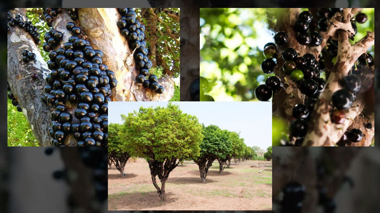 Como Plantar Jabuticaba