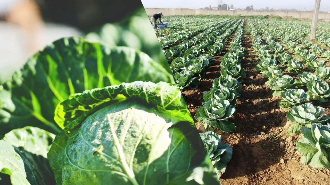 Forma Correta de Plantar Repolho
