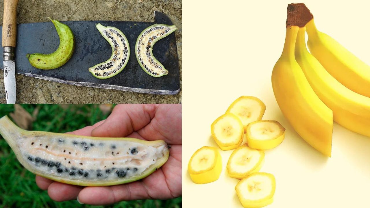 Potencial Das Sementes De Banana