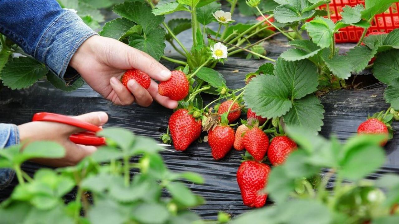 Como Plantar Morango