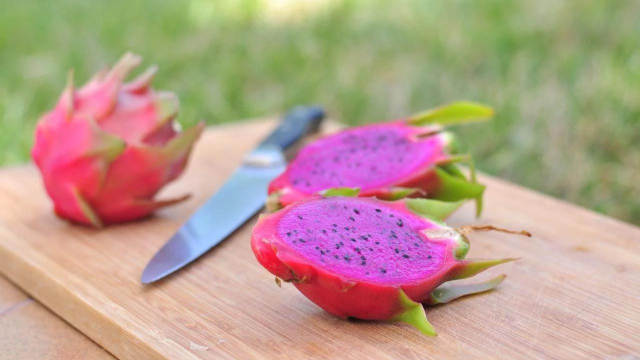 Como Plantar Pitaya