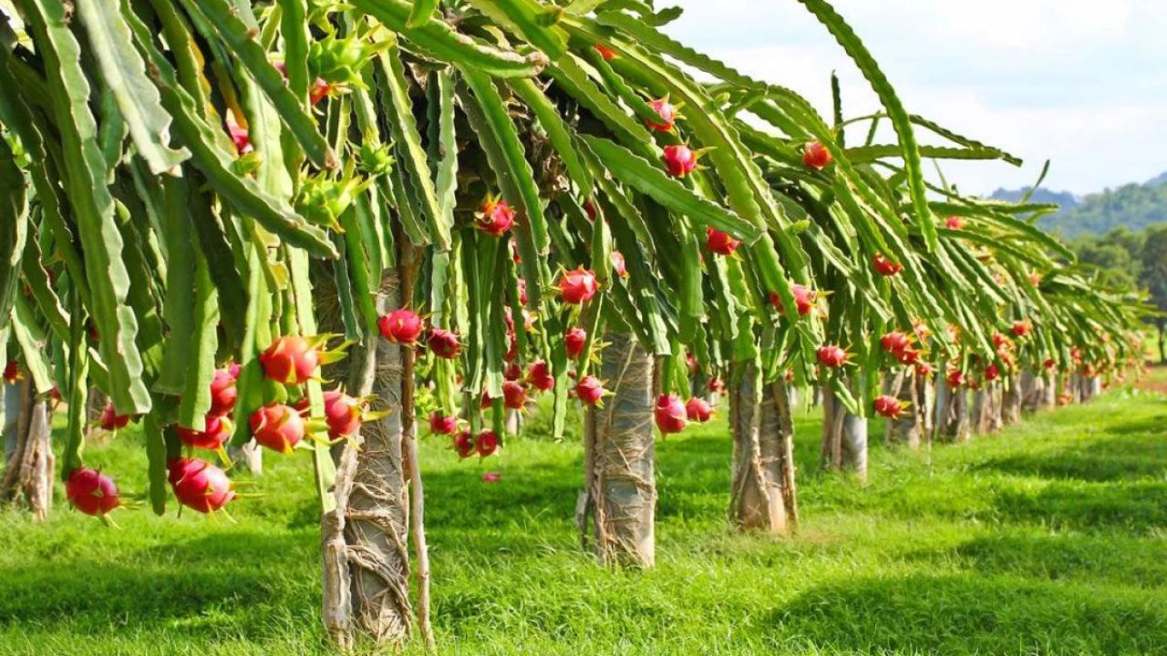 Como Preparar o Solo Para Pitaya