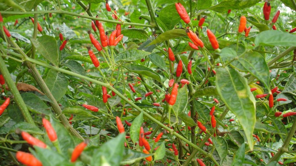 Pimenta Malaguetinha
