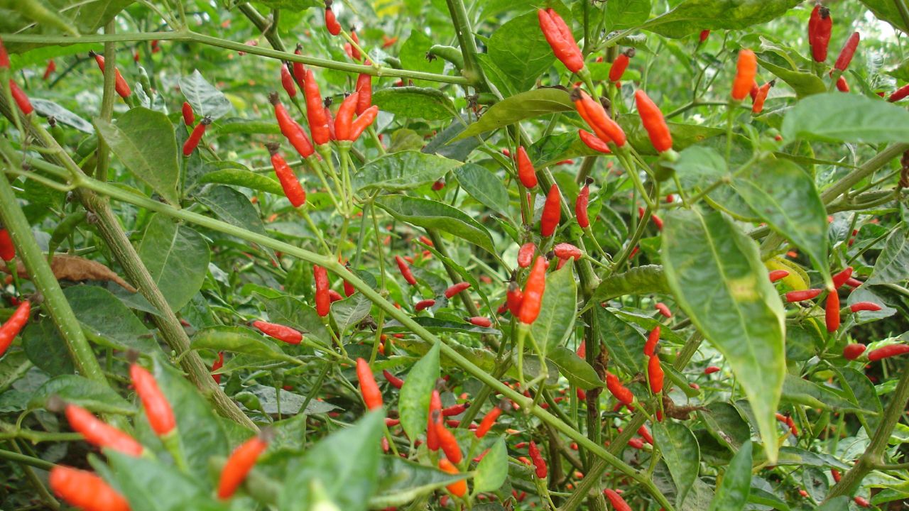 Pimenta Malaguetinha