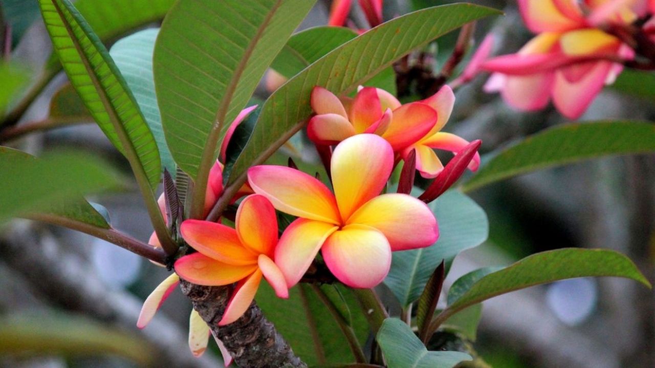 Plantas Para o Jardim