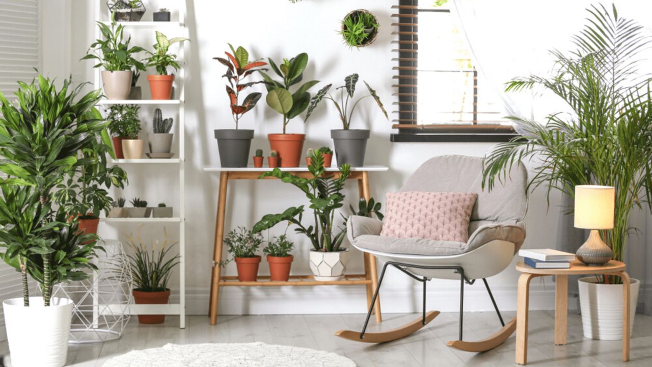 Plantas Para Dentro de Casa