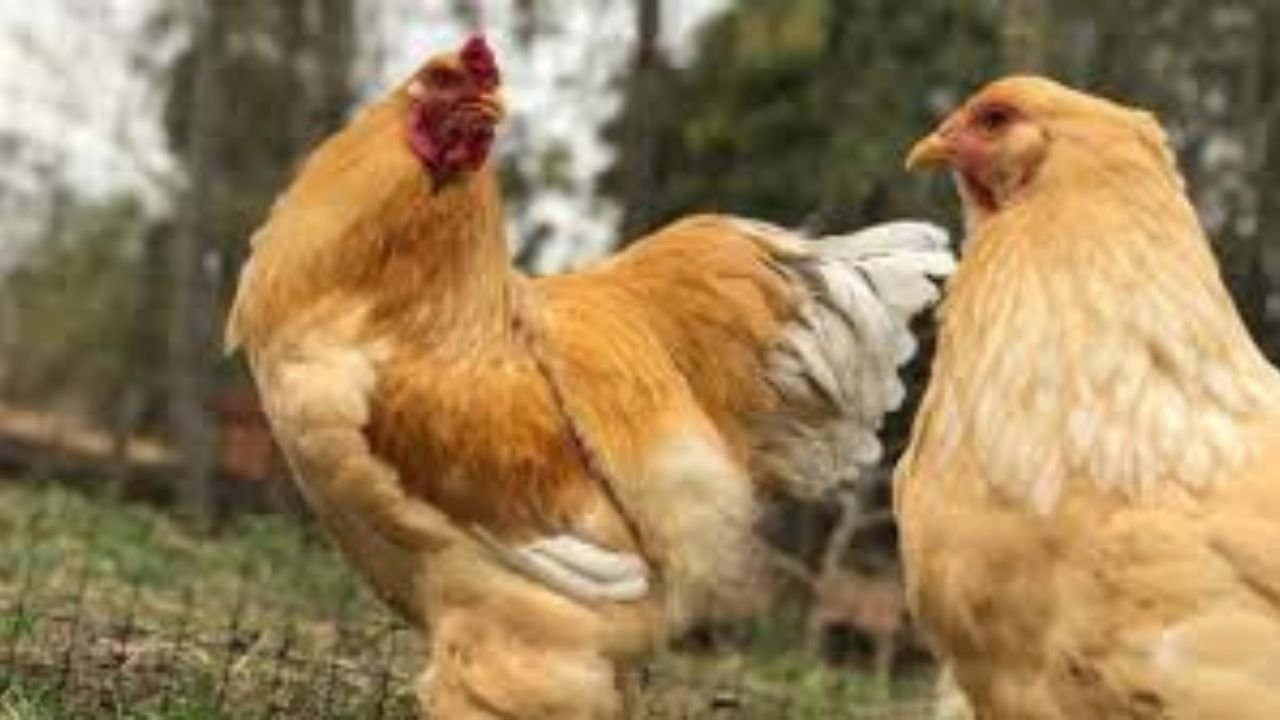 Galinha Brahma