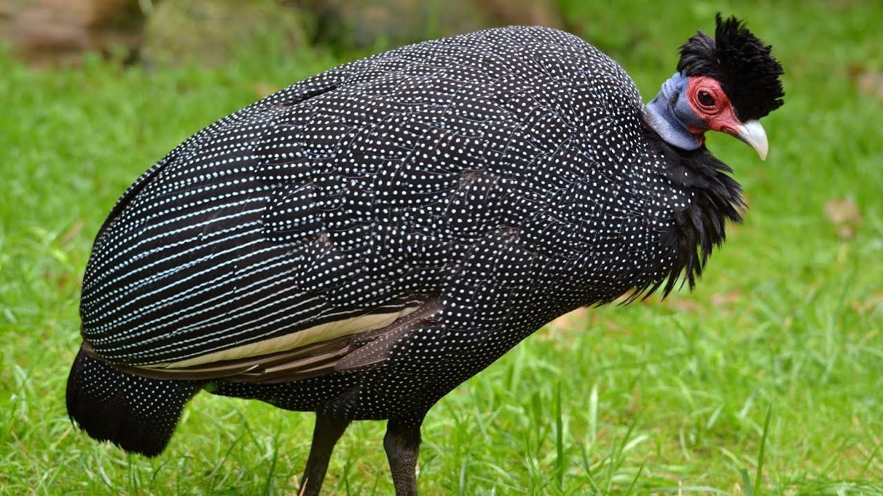 Galinha da Angola