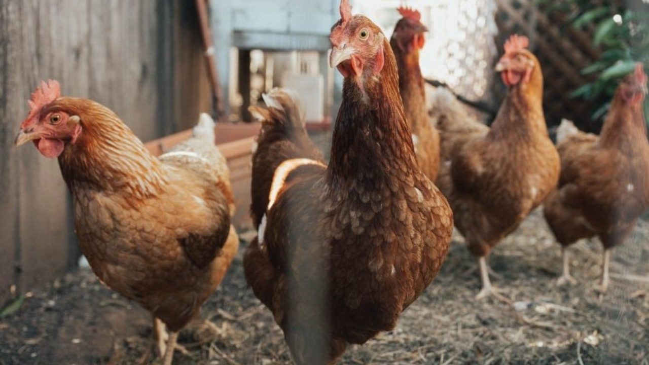 Raças de Galinhas