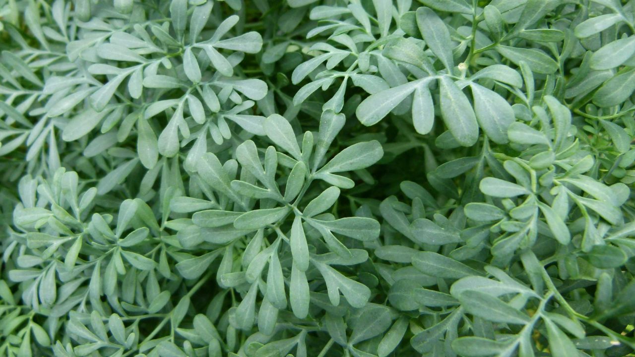 Arruda