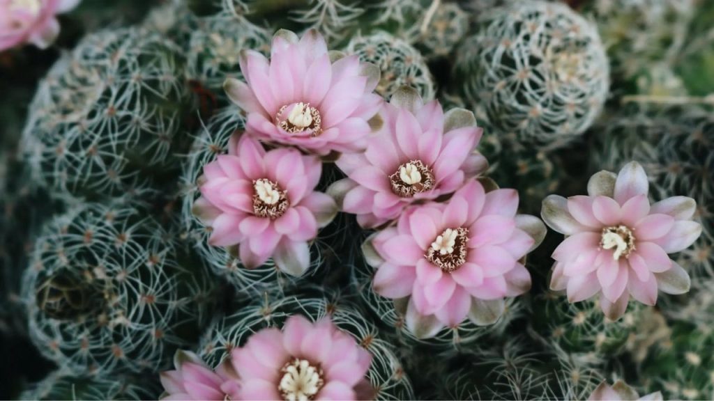 Cactos com Flores