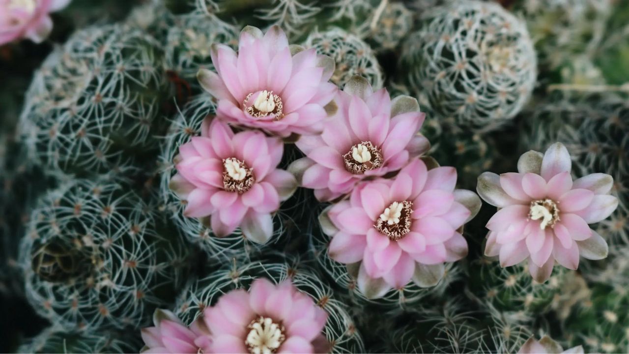 Cactos com Flores