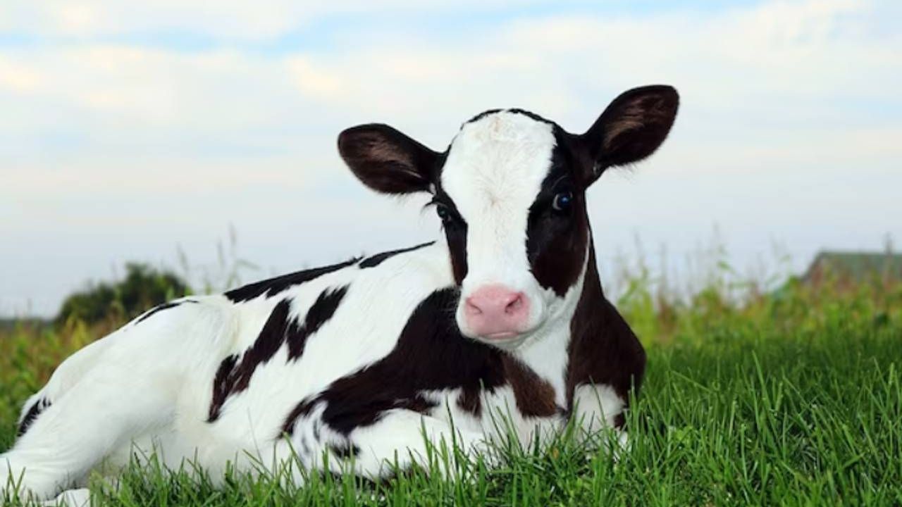 Vacas Holandesas