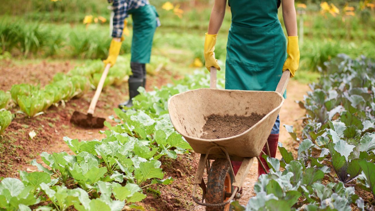 Tipos de Plantações