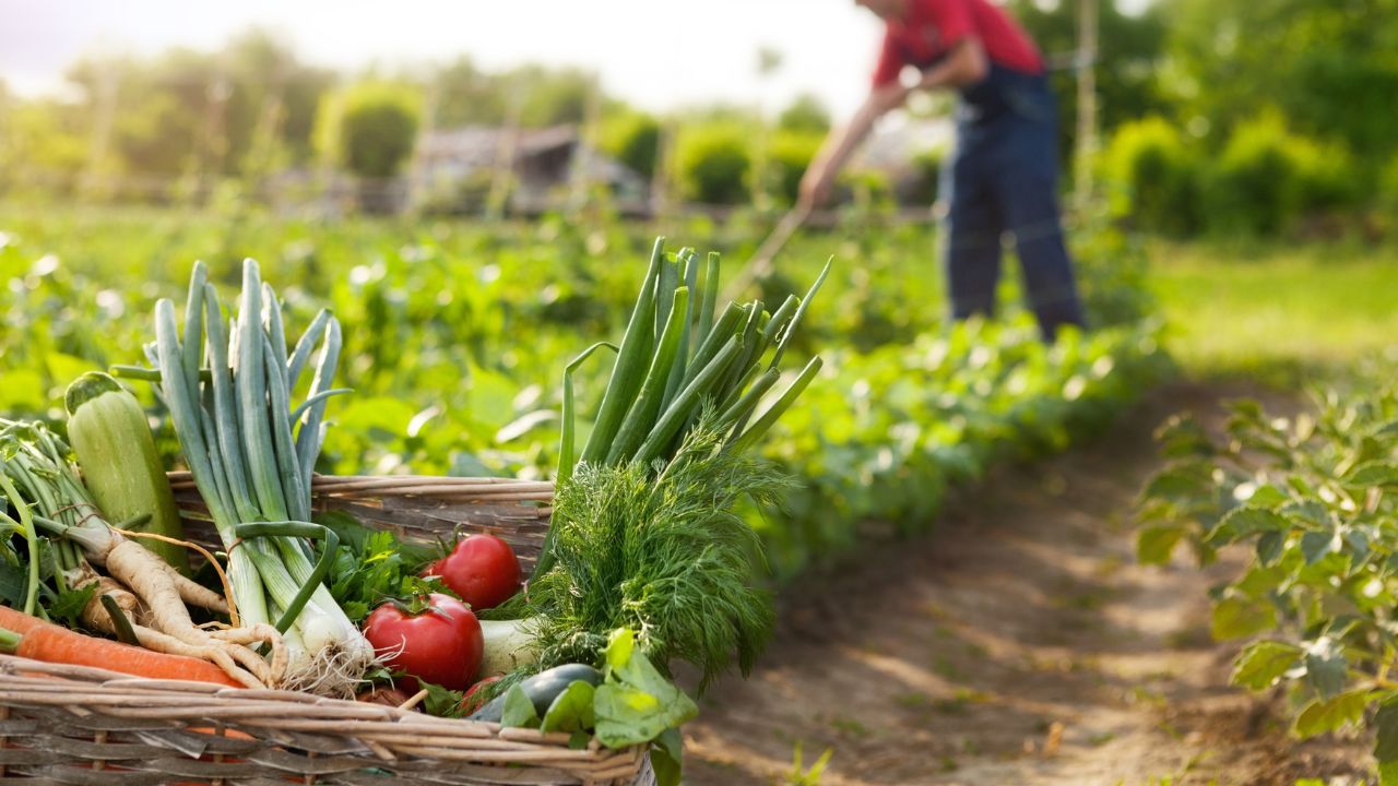 Agricultura Orgânica