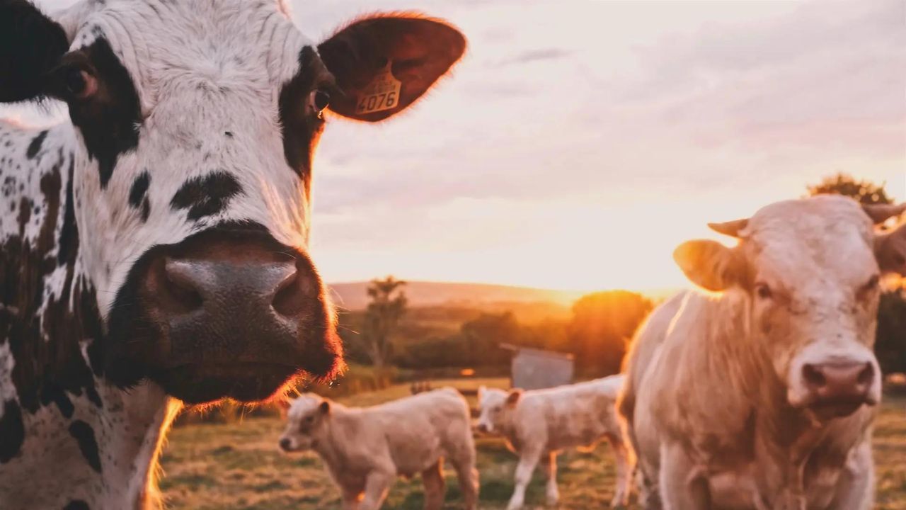 Agro Pecuaria