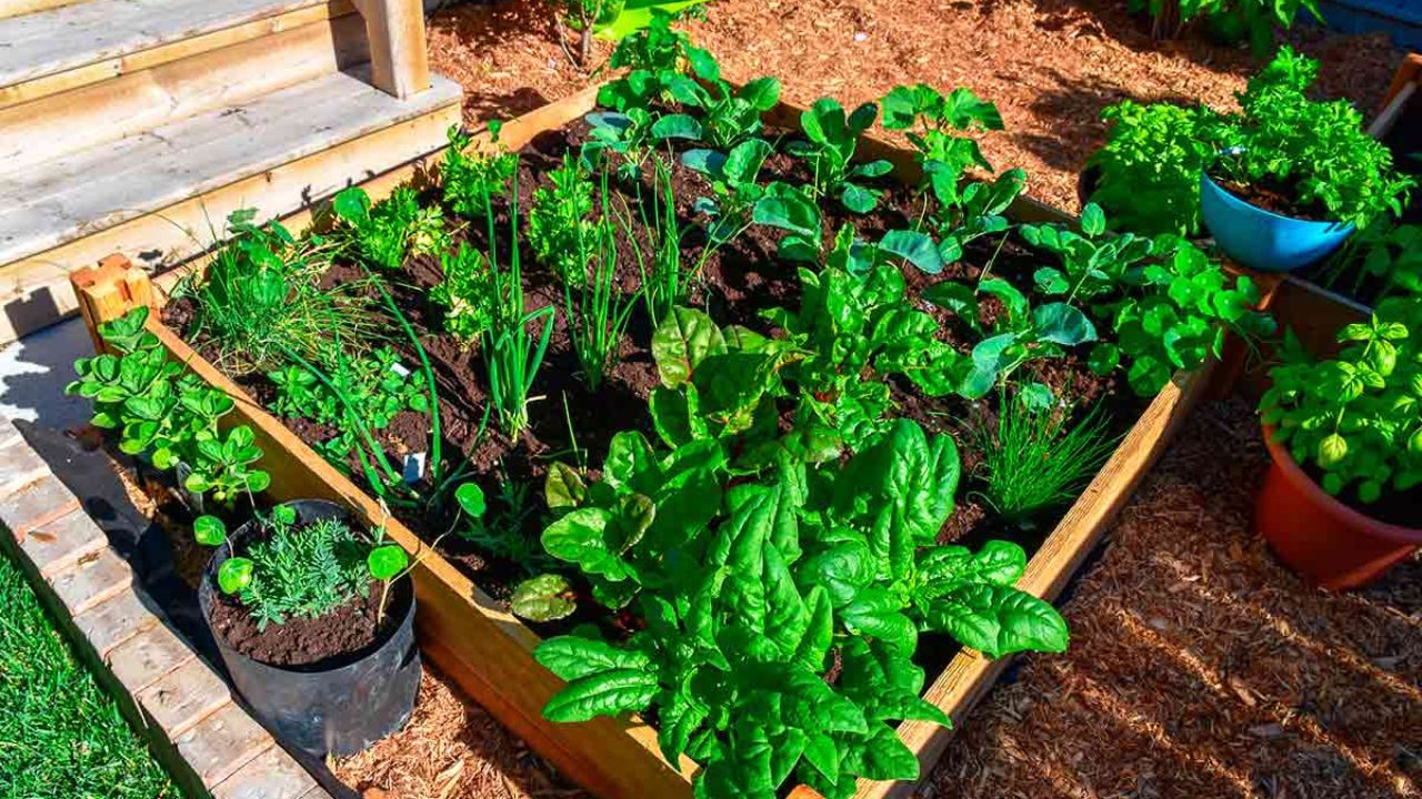 Horta Quintal
