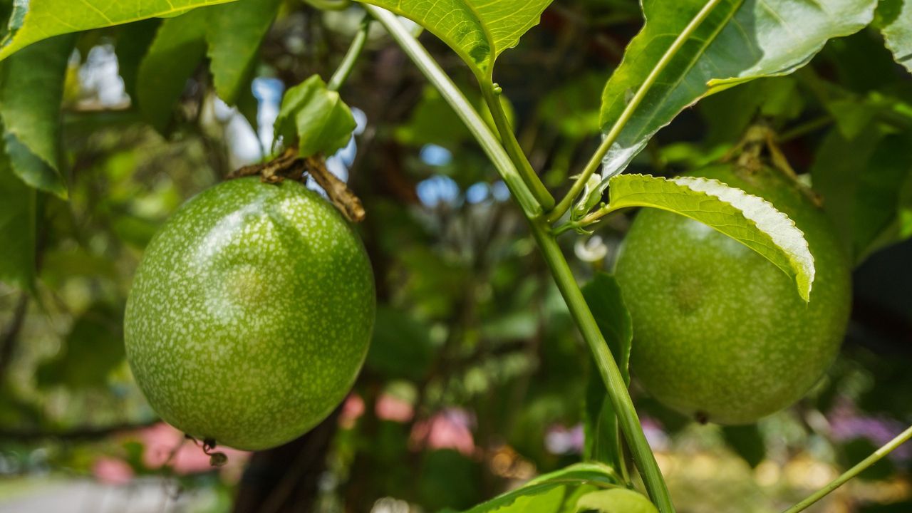 Maracujá Como Plantar