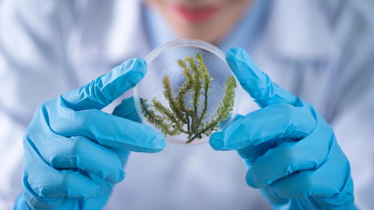 Oque é Biotecnologia