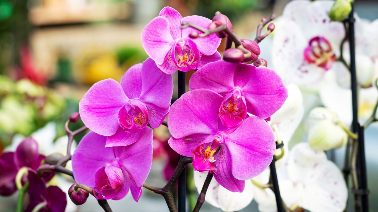 Orquídeas Como Cuidar