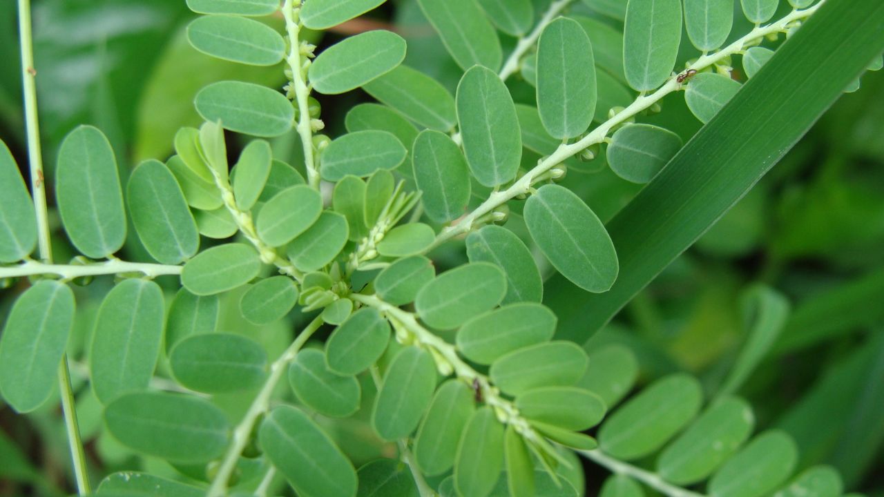 Plantas Quebra Pedra