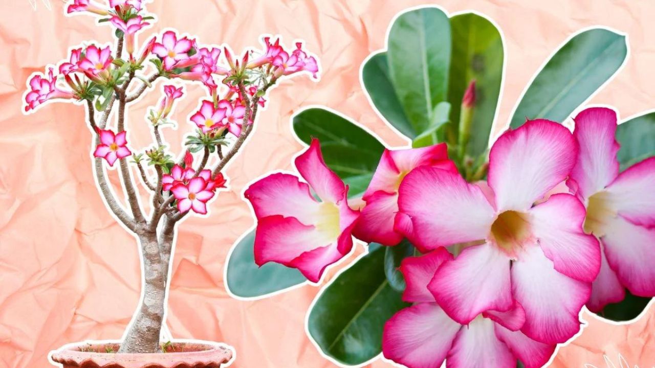 Como Cuidar da Rosa do Deserto
