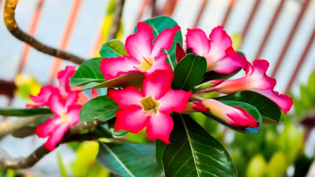 Cuidados Específicos Com a Rosa do Deserto