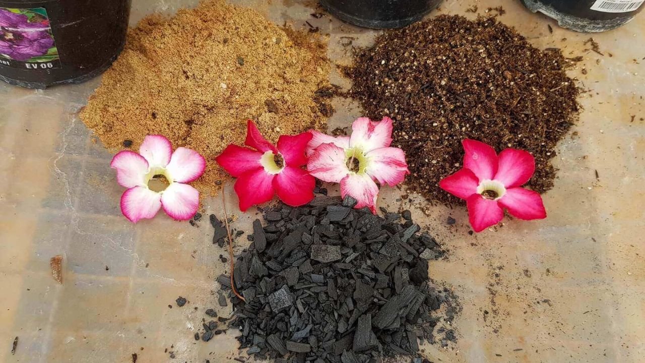 Produtos Recomendados para Cuidar da Rosa do Deserto