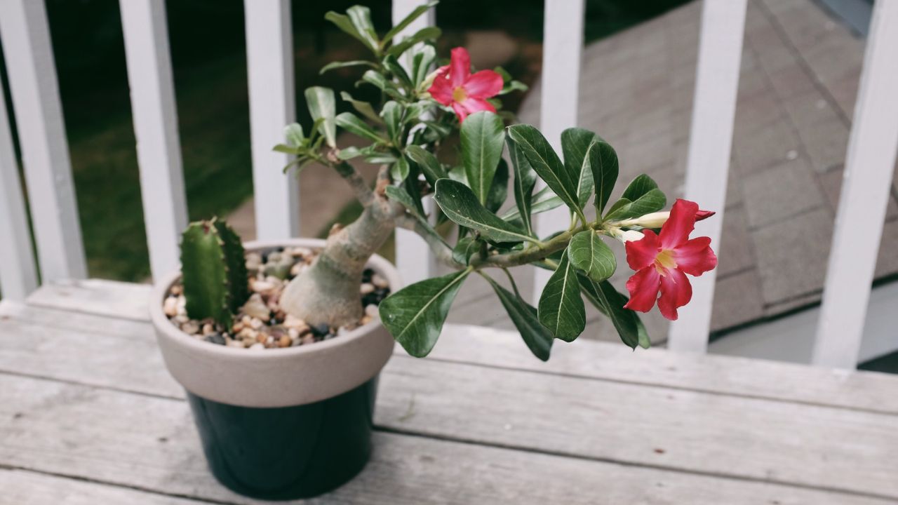 Como Fazer a Rosa do Deserto Dar Flor